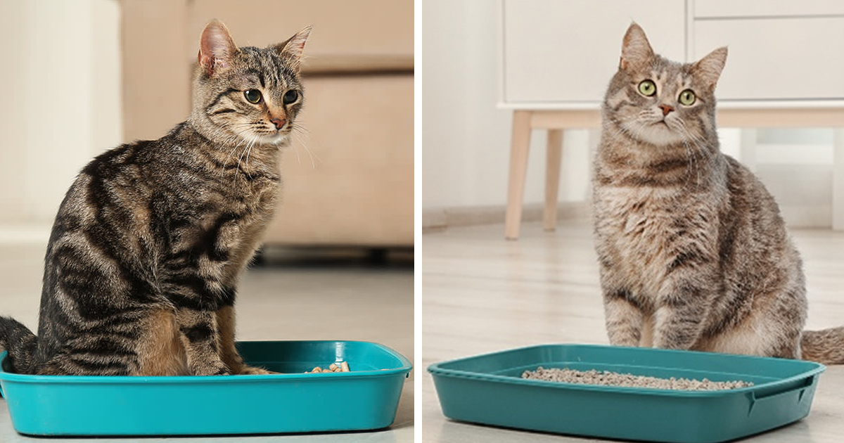 Litter Box Training and House Rules