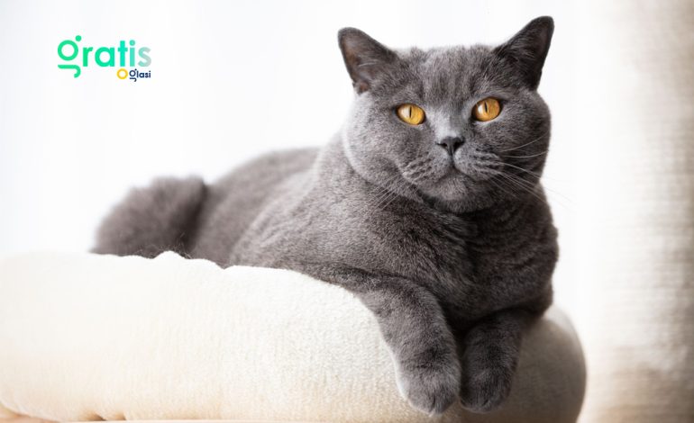 british shorthair