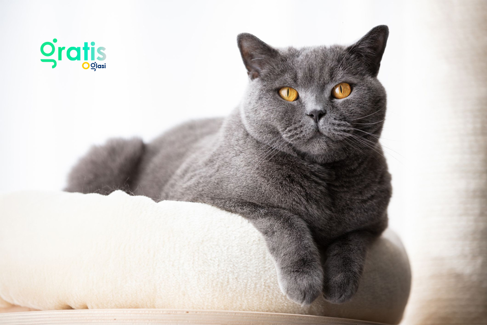 British Shorthair Tips on How to Cat-Proof Your House