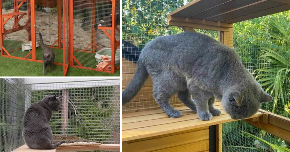 British Shorthair outdoor cage